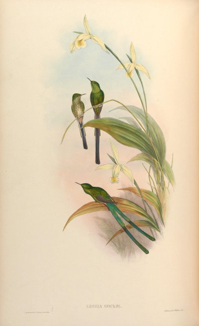 Lesbia gouldi by John Gould